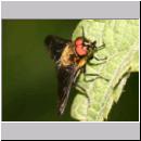 Chrysops sepulcralis -  Bremse 03.jpg